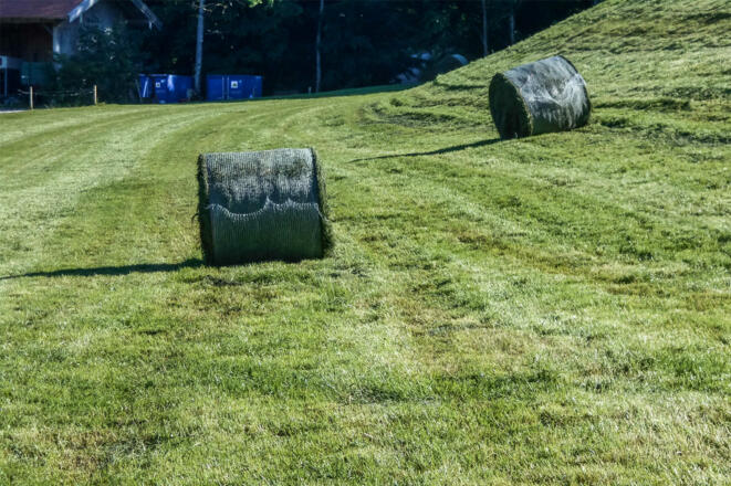 bei der Ernte im Sommer