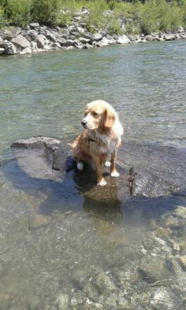 Sam genießt das Wasser in der Iller