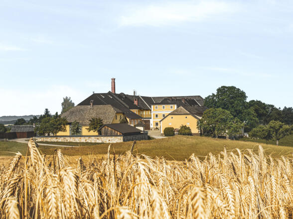 Brauerei mit Gerste