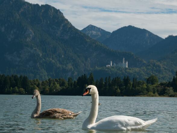 Der Schwan &amp; Neuschwanstein