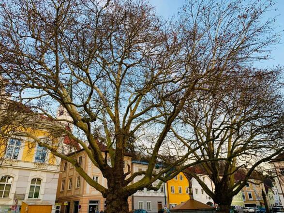 49121011_1993347484036082_5819459198911512576_n