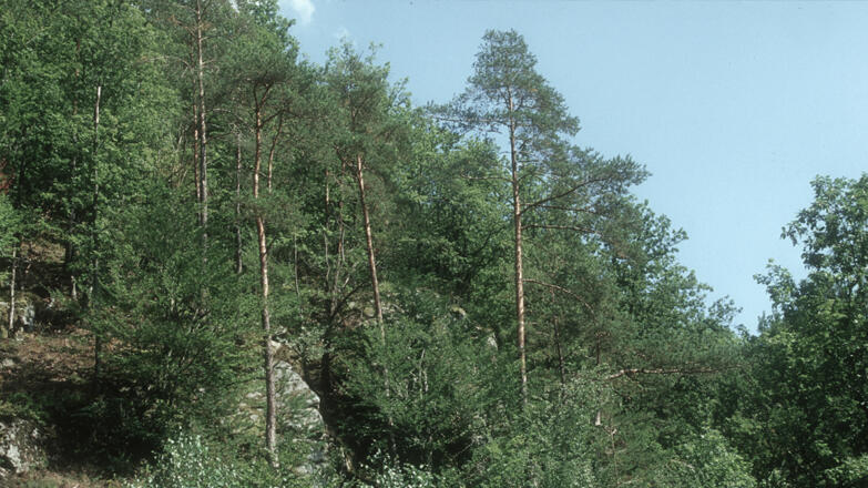 Schlossberg Neuhaus - Blick in die Kiefern-Eichenwälder unterhalb Schloss Neuhaus