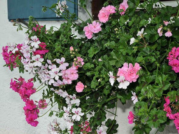 Landhaus Friedrichsruh - Ferienwohnungen in Bad Wiessee