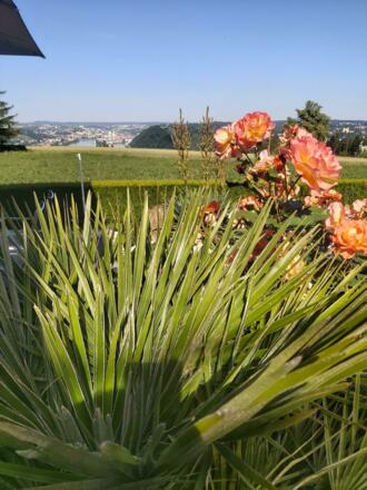 Cafe-Restaurant Passaublick - Blaas