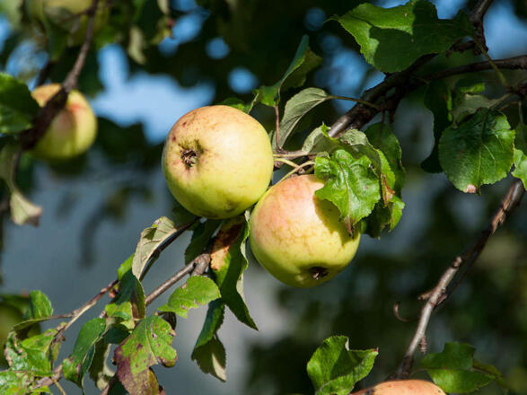 Ferienwohnungen Festlhof in Rottach-Egern am Tegernsee