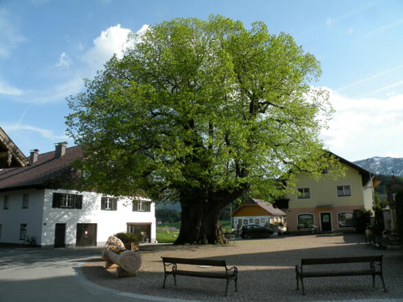 Dorfplatz mit der 1000-jährigen Linde