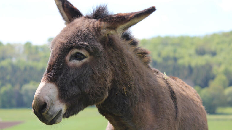 Mit dem Esel wandern