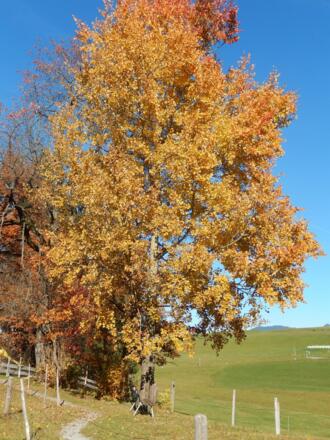 Spazierweg mit Bänkle