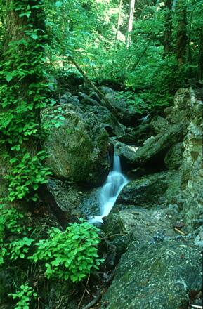 Kleiner Bach im Pesenbachtal