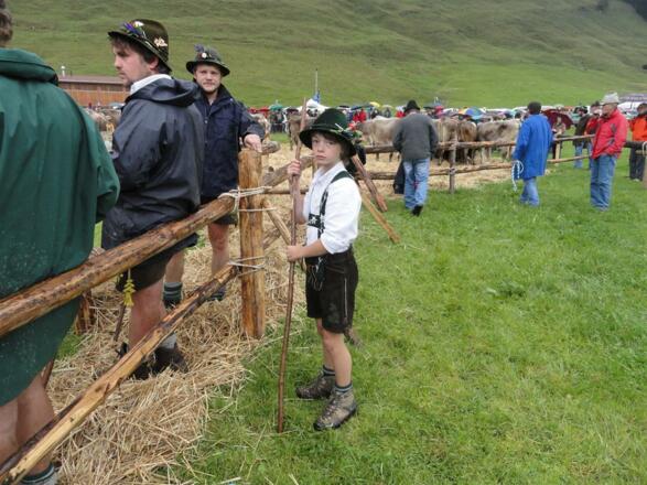Ferienhof Almfrieden - Viehscheid in Balderschwang