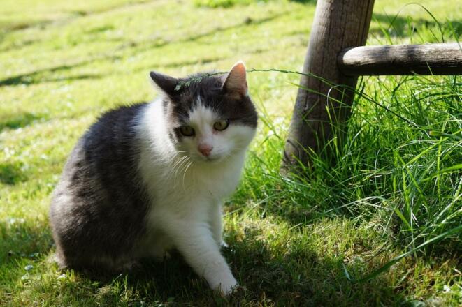 Ferienhof Eberle - Hauskatze