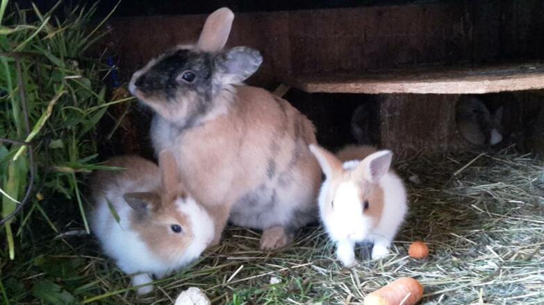 Unsere Kaninchen