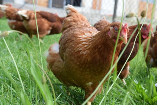 Frische Eier von glücklichen Hühnern