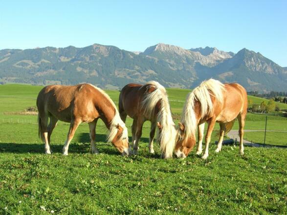 Unsere Haflinger