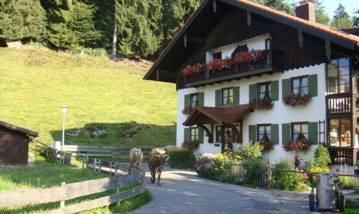 Haupthaus mit Kühen