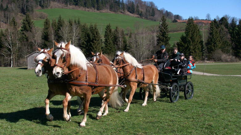Lust auf eine Kutschfahrt? Gerne!