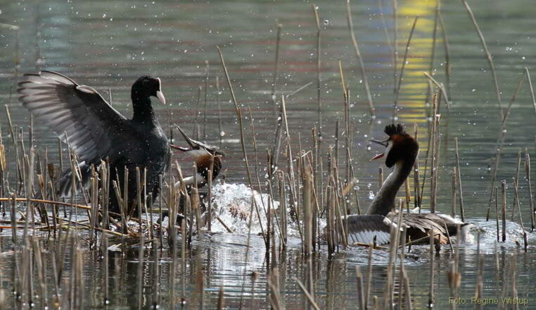 Haubentaucher beim streiten