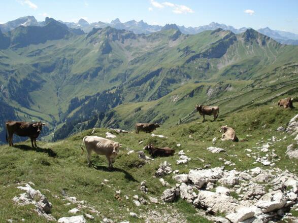 Die Rinder auf der Sommerweide