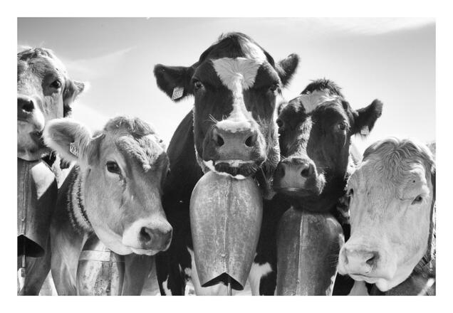 im Monat September ist Viehscheid