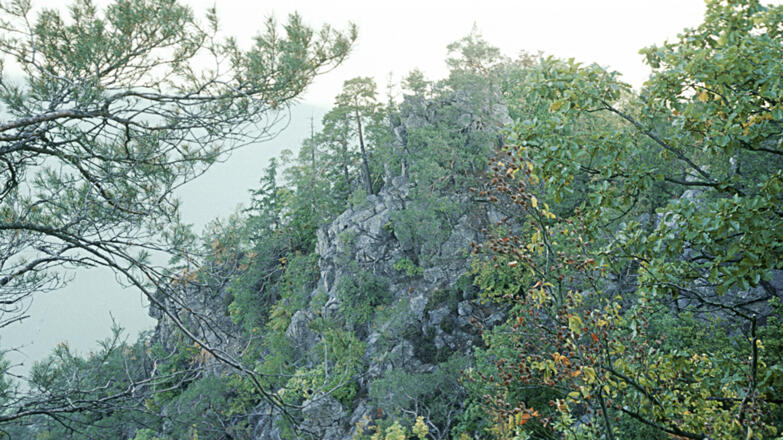 Predigtstuhl_Blick-auf-die-Felsenrippen-des-Predigtstuhls-mit-F%c3%b6hrenbewuchs_c-Limberger-Josef_web
