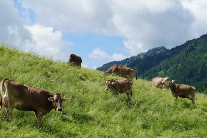 Kühe Ferienhof Eberle (2)