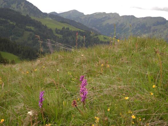 Geniesen sie diese Vielfalt der