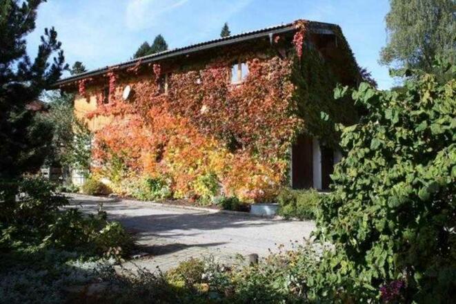 Blick auf die FeWo-Südseite mit Bewuchs von Wildem Wein