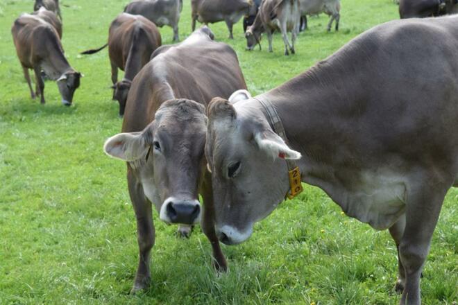 Unsere Kühe auf der Weide
