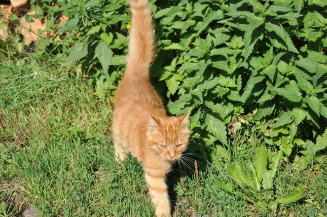 Unser Garfield auf Erkundungstour