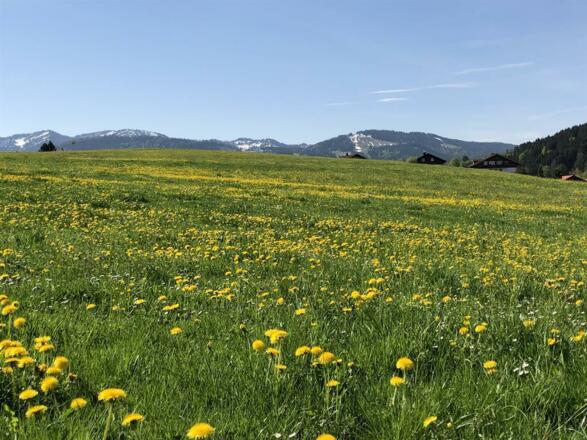 Freie Sicht auf die Löwenzahnwiese