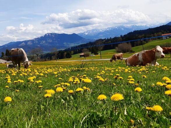 lwenzahnblteundkheapril2020026