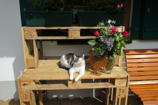 Unsere Katze Edi genießt die Sonne