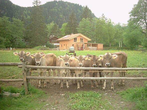 Unsere Kälbchen hinter dem Haus