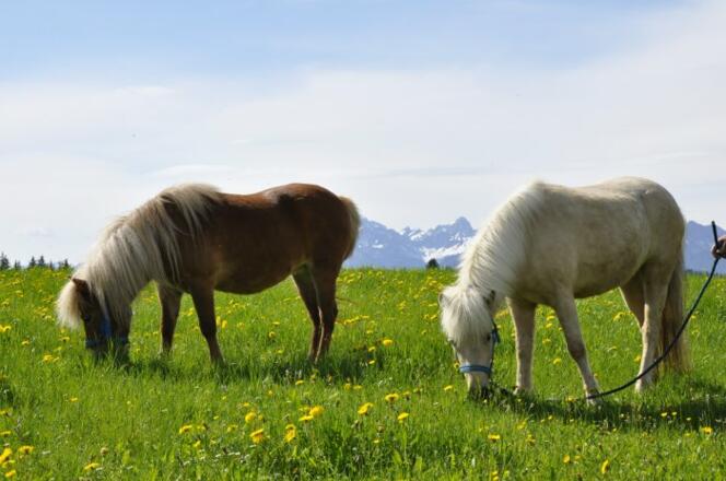 Herrlich, der frische Löwenzahn