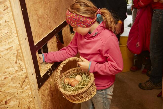 Wieviele Eier es heute wohl sind?