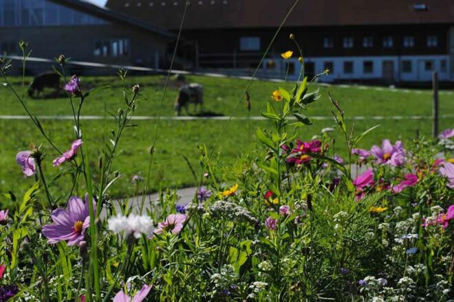 Kühe und Blumenwiese