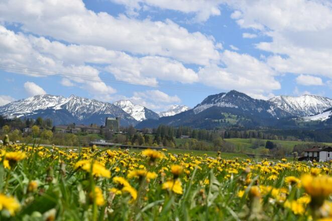 Unsere Allgäuer Löwenzahnblüte