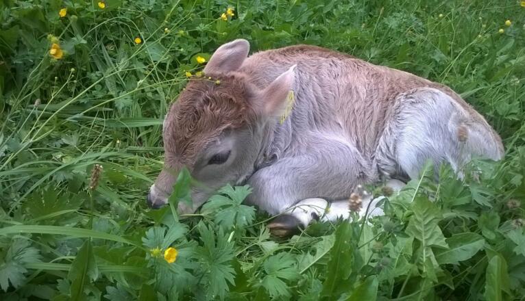 Vielleicht seid Ihr bei einer Geburt mal dabei