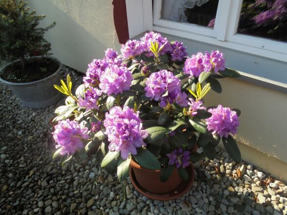 lila Rhododendron