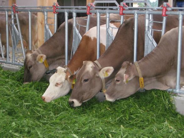 Saftiges Gras für die Kühe