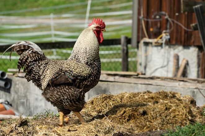 Wächter des Misthaufens!