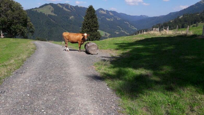 Kuh auf dem Wanderweg