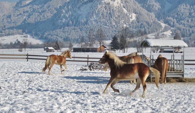 Auch im Winter haben unsere Haflinger Spaß auf der weißen Wiese