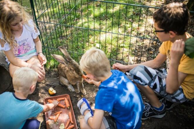 Hase Oskar hat immer Hunger