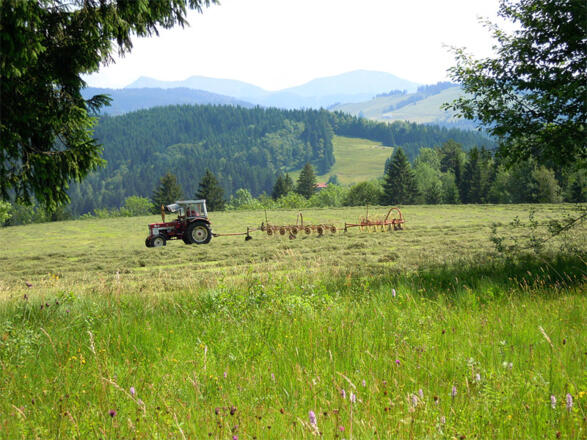 Wär das jetzt nicht schön, in der Wiese zu liegen und die Heuernte zu beobachten?