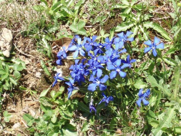 Schusternägele gibts bei uns im Frühjahr