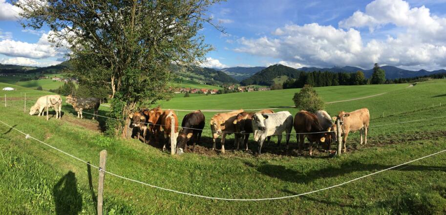 Unsere Rinder mit Ausblick auf die Berge
