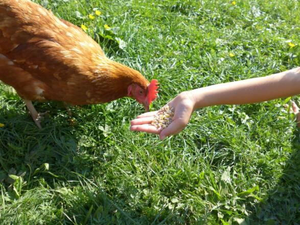 Schon mal ein Huhn aus deiner Hand picken lassen?
