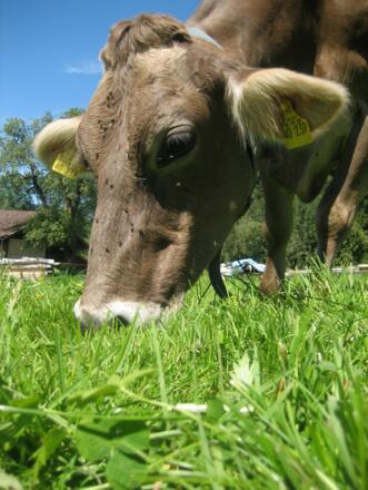Eine unserer glücklichen Kühe