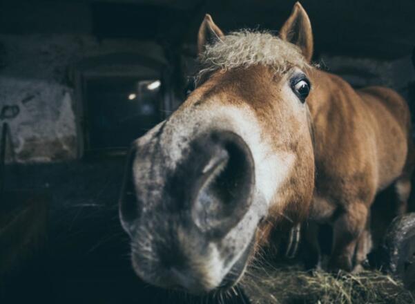 Pferd &quot;Fee&quot;